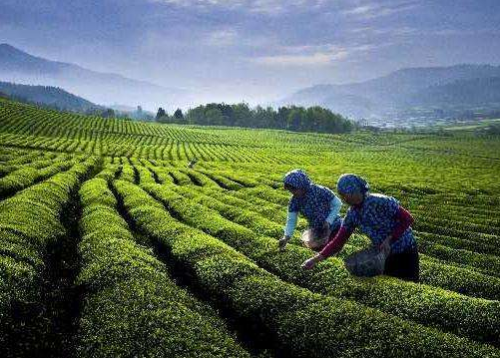 绿茶龙井绿茶的功效与作用
